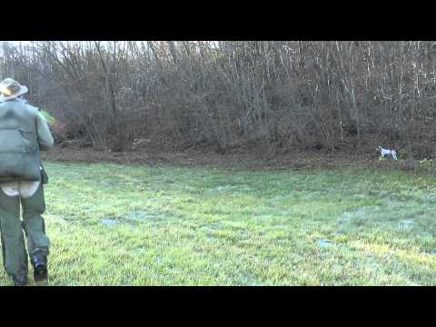 Caccia: i cani e la ferma, protagonisti