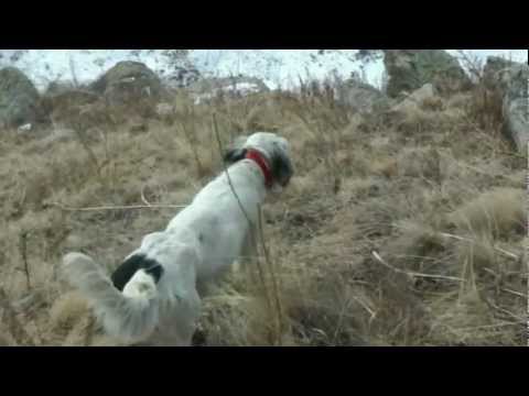 Caccia alle cotorne del Kirghizistan