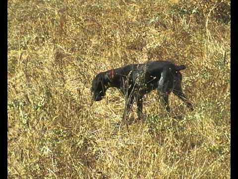 Cani: Drahthaar su Quaglie e Starne