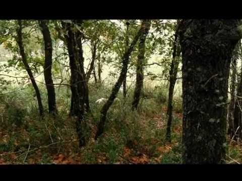 Caccia alla Beccaccia con lo Spinone