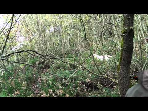 Spinone su Beccaccia