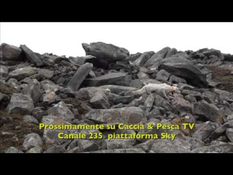 Caccia alla Pernice Bianca Alpina