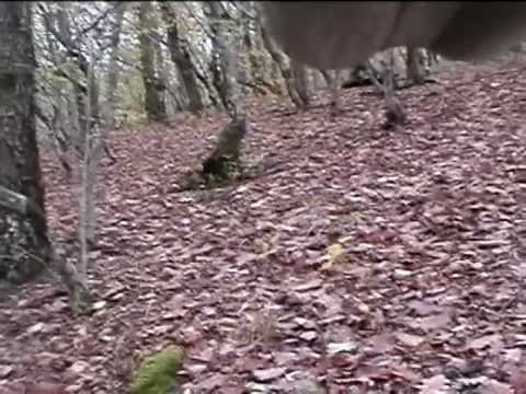 Caccia alla Beccaccia