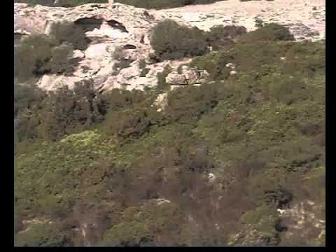 Caccia al Cinghiale in Sardegna