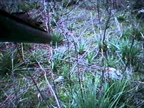 CACCIA CINGHIALE SARDEGNA