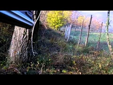 Caccia al Cinghiale