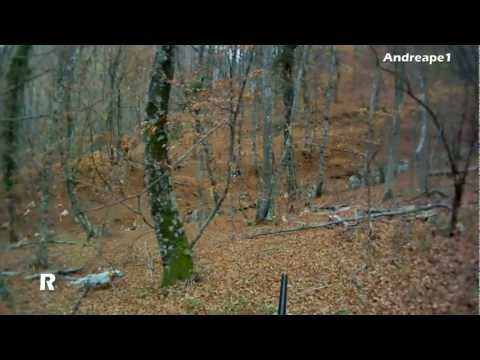 Caccia alla Beccaccia