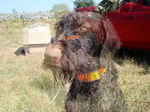 Addestramento Cani da Caccia