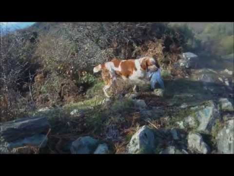 Caccia al Colombaccio in Corsica
