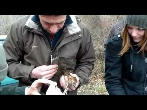 Beccaccia. Cattura e inanellamento beccaccia