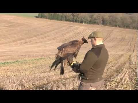 Caccia alla Lepre con l\’Aquila Reale