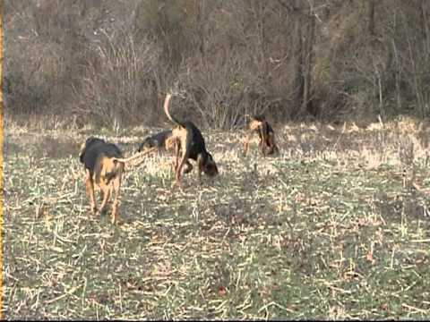 Segugi Italiani per caccia alla lepre