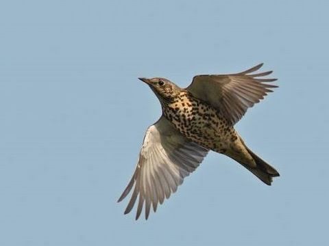 Caccia ai Tordi alla Passata