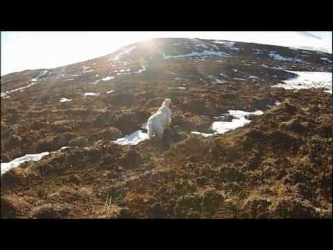 Cane: Setter Inglese si allena su Pernice Bianca