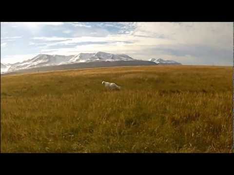 Cani: allenamento Setter Inglese su Pernice