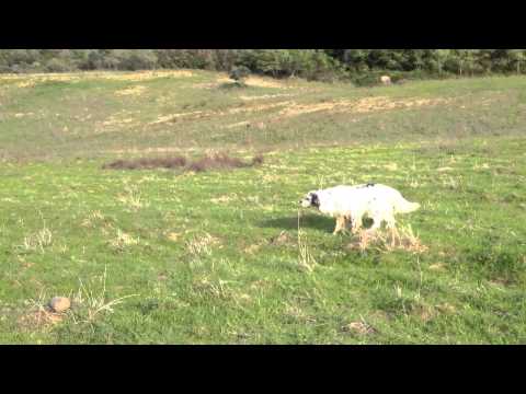 Cani da Caccia: allenamento Setter Inglese alla ferma