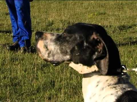 Pointer: Gara cinofilia cani Pointer