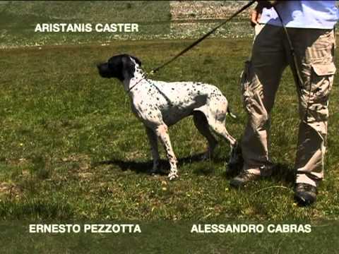 Pointer da Caccia in Gara in manifestazione cinofila di Pointer Club d\’Italia