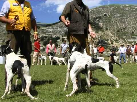 Pointer Club d\’Italia 2