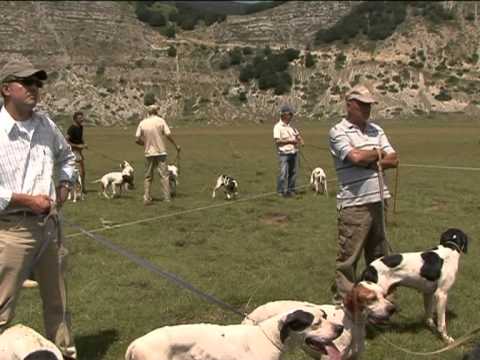 Cani Caccia Pointer: Pointer in Gara in evento cinofilo Pointer Club