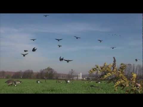 Oche: A Caccia di Oche in Scozia