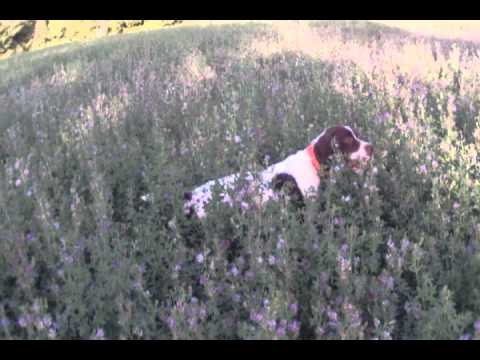 Cani: caccia alla pernice con il Bracco Francese dei Pirenei