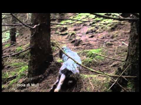 Caccia alla Beccaccia