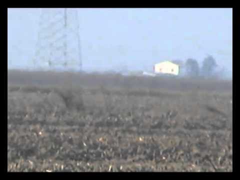 Caccia ai Colombacci – Colombacci nelle Stoppie..