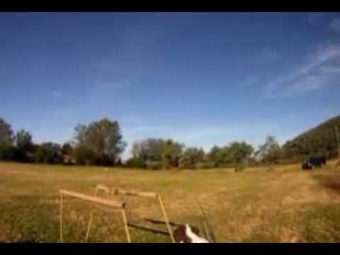 Caccia al Colombaccio – Addestramento volantini