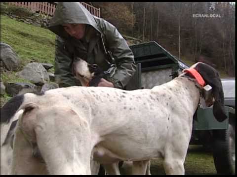 Caccia al Cinghiale con Ariegeois