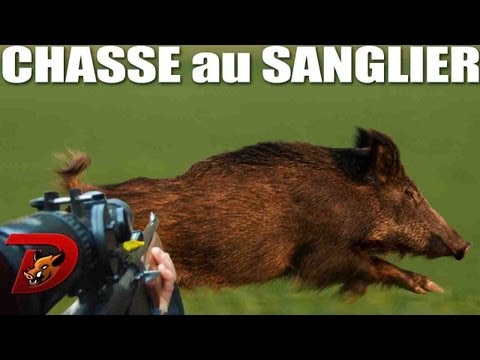 Caccia al Cinghiale dalla Posta