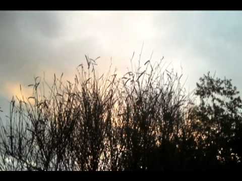 Caccia alla Ghiandaia in Maremma