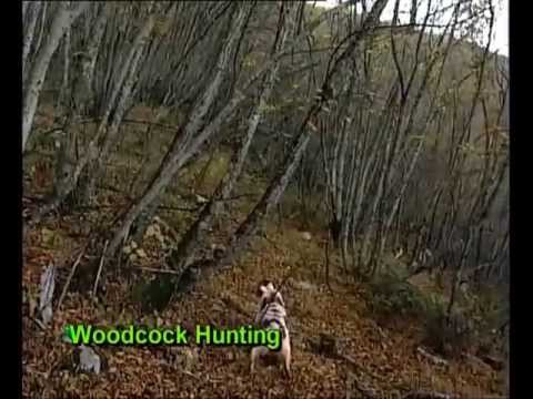 Caccia alla Beccaccia