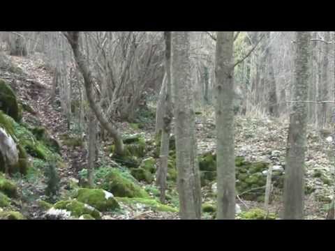 Addestramento cani: caccia alla Beccaccia