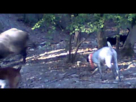 Cani da Caccia al Cinghiale