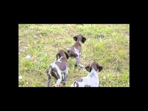 kurzhaar in allenamento – Cuccioli bracco tedesco