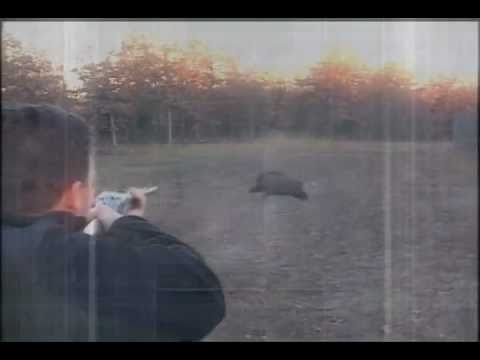 Caccia al Cinghiale in Pillole