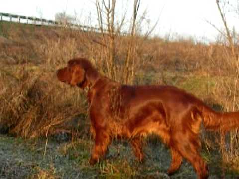 Setter Irlandese in Ferma