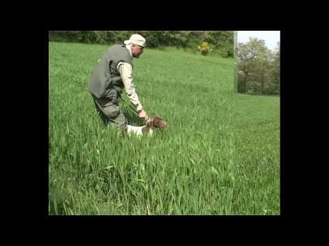 Cani da Caccia a Lavoro