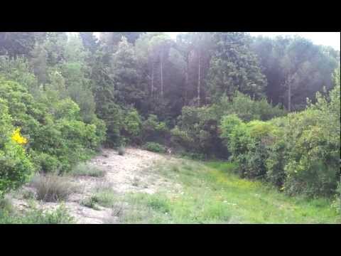 Caccia alla lepre, addestramento cani