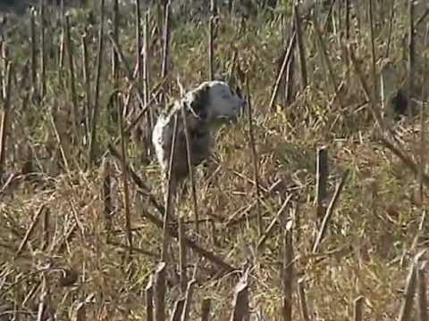 Le quaglie della preapertura