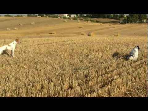 Addestramento di Caccia alla quaglia