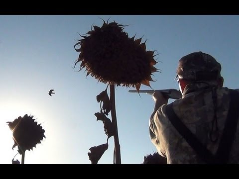 Caccia all\’estero: A Tortore in Turchia