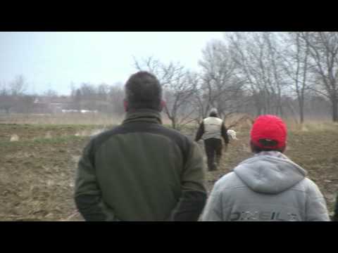 Cani da Caccia – Campionato Europeo Pointer alla cerca