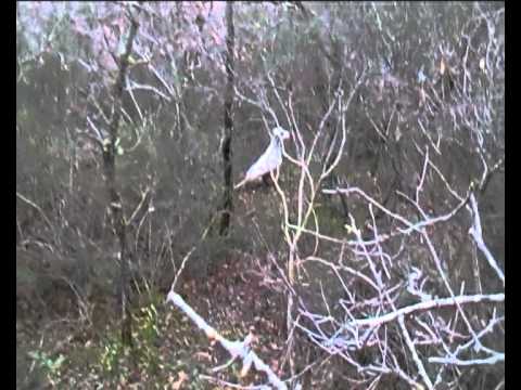 Caccia alla Beccaccia in Sicilia