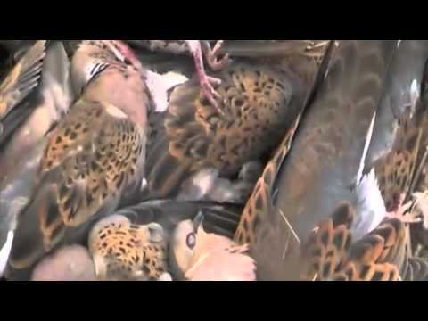 Caccia all\’estero: Tortore in Marocco