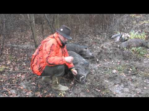 Caccia all\’estero: ungulati in Francia