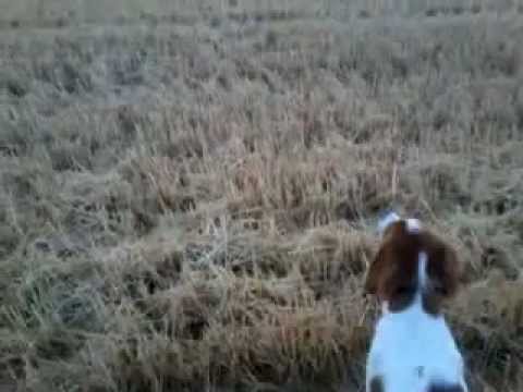 Cani: Addestramento alla ferma