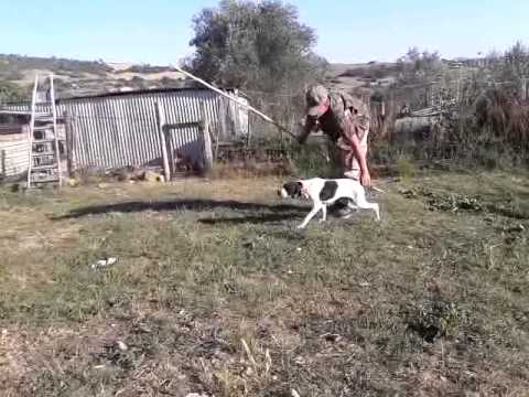 Cani: addestramento alla ferma