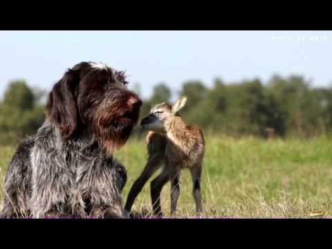 Il Cane da Caccia e il Cerbiatto..